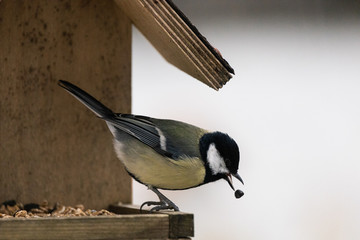 Kohlmeise frisst Sonnenblumenkerne im Vogelhäuschen