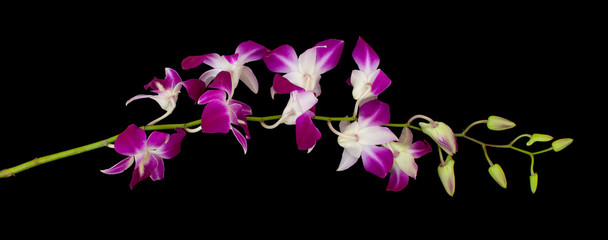 Dendrobium noble orchid flower. Purple tropical exotic plant front view isolated on black background. Template useful Funeral Thank You Card