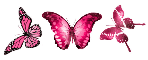 Color butterflies , isolated on white background