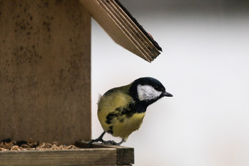 Kohlmeise frisst Sonnenblumenkerne im Vogelhäuschen