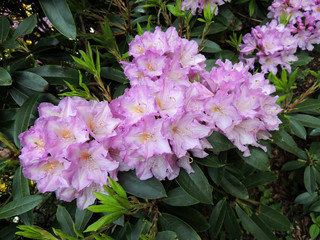 Rhododendron in spring during flowering