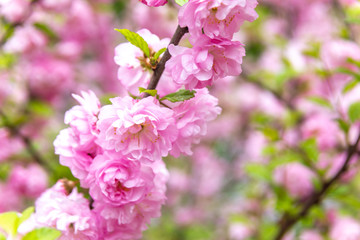 Fototapeta na wymiar Beautiful Sakura flowers (Japanese cherry)