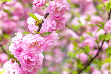 Beautiful Sakura flowers (Japanese cherry)