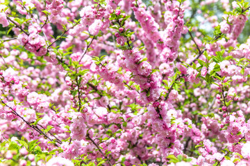 Beautiful Sakura flowers (Japanese cherry)
