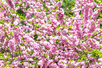 Beautiful Sakura flowers (Japanese cherry)