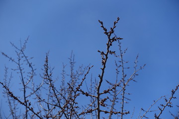 Dormant flower buds on branches of apricot against blue sky in March