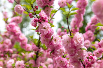 Fototapeta premium Beautiful Sakura flowers (Japanese cherry)