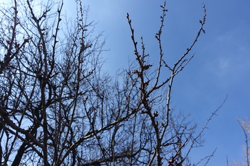 Closed flower buds on branches of apricot against blue sky in March