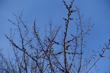 Resting flower buds on branches of apricot against blue sky in March