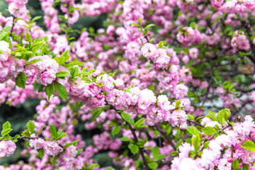 Beautiful Sakura flowers (Japanese cherry)