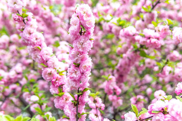Beautiful Sakura flowers (Japanese cherry)