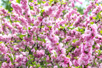 Beautiful Sakura flowers (Japanese cherry)