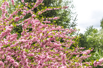 Beautiful Sakura flowers (Japanese cherry)