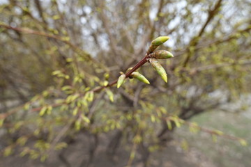 Flower buds on branch of forsythia in March