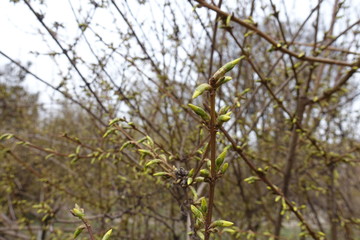 Twigs of forsythia with closed flower buds in March