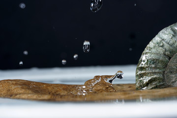 Drops photographed with higspeed flashes and dropper in the studio