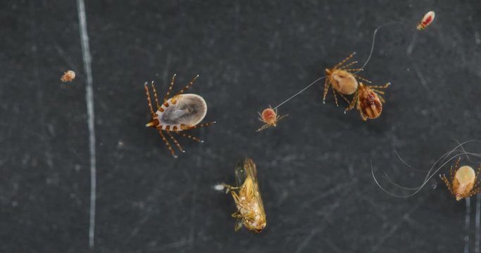 Close up Dog ticks and Flea under microscope for study in laboratory.
