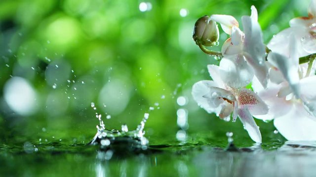 beautiful orchid phalaenopsis with water drop, relaxation with water ripple drops concept , filmed on cinema slow motion camera at 1000 fps