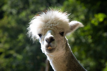 Obraz premium Alpaca
