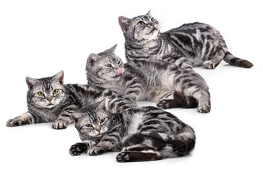 Cat  isolated on white background