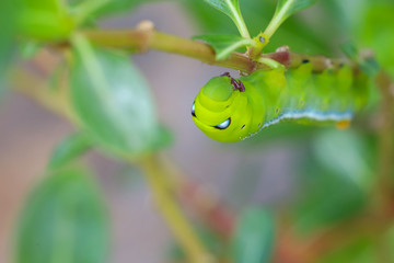 Close up green worm or Daphnis neri worm on the stick tree in nature and enviroment
