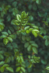Natural texture of plants close-up. Ecology concept, recycling and copy space. Natural texture of rose leaves in a dark background. Trend tinted plants.
