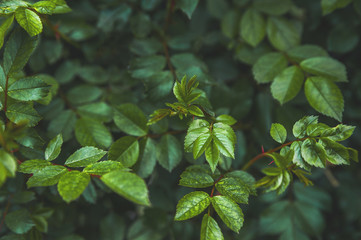 Natural texture of plants close-up. Ecology concept, recycling and copy space. Natural texture of rose leaves in a dark background. Trend tinted plants.