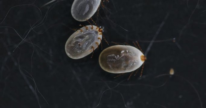 Close up Dog ticks and Flea under microscope for study in laboratory.