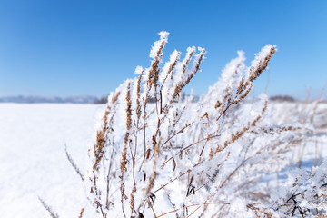 美しい富良野の樹氷　北海道