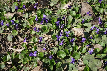 Small purple flowers of dog violets under fallen leaves in April