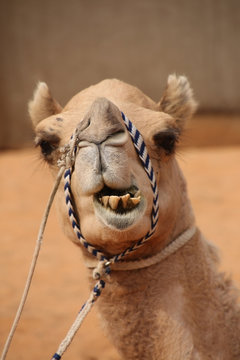 Close Up Of The Head Of A Camel Which Has A Cute But Sideways Or Wonky Smile And Bad Teeth, Abu Dhabi, United Arab Emirates.