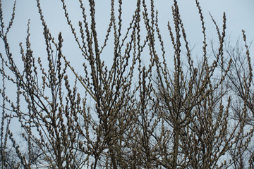 Branches of pussy willow with catkins in early spring