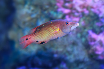 Naklejka premium Red diana hogfish
