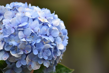 A Round Blue Flower In Nature