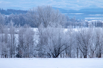 美しい美瑛の樹氷　北海道