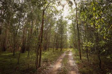 Dirt track through rugged gum tree forest in New South Wales, Australia