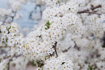 Spring seasonal background with white flowers, natural easter floral image with copy space