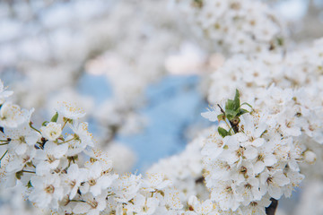 Spring seasonal background with white flowers, natural easter floral image with copy space