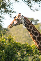 Gorgeous giraffe with birds on its head. Kruger National Park