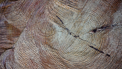 A sawn-off tree. The texture of the wood. Cross section of spruce and larch lumber. Close-up....