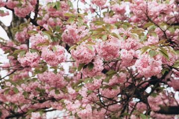 Pink sakura flower bloom in spring season. Vintage sweet cherry blossom soft tone texture background.