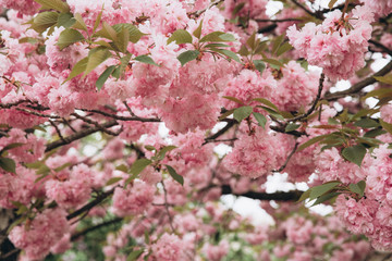 Pink sakura flower bloom in spring season. Vintage sweet cherry blossom soft tone texture background.