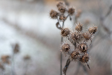 dry burdock flowers in winter with blurry background