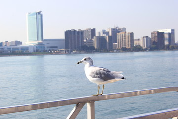 Möwe vor der Skyline von Windsor, Ontario (Kanada)