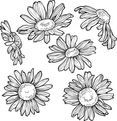 set hand drawn flowers, chamomile vector illustration