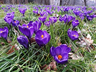 Beautiful crocus spring flowers on green grass, in the park. Crocus is a genus of flowering plants...