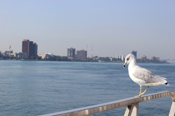 Möwe vor der Skyline von Windsor (Kanada)