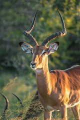 Beautiful Impala in the sunset of Africa