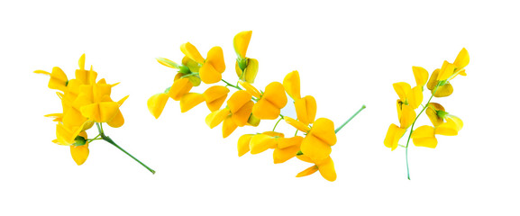 Bright yellow flowers on a white background