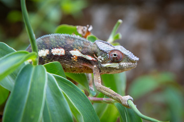 Panther Chamäleon